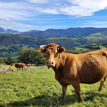 Pasiega Montes Del Pas *