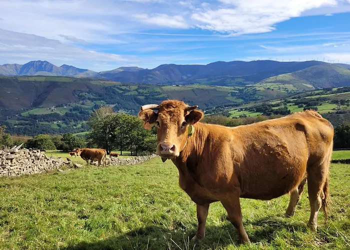 Pasiega Montes Del Pas *
